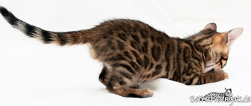 Bengal Kitten rosetted